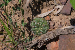 Image of Gymnocalycium marsoneri Fric ex Y. Itô