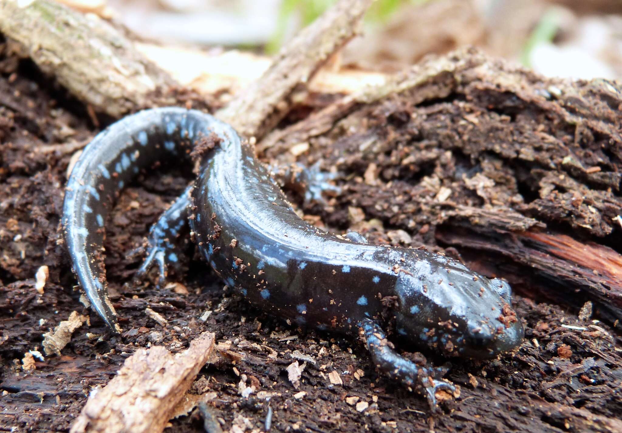 صورة Ambystoma laterale Hallowell 1856