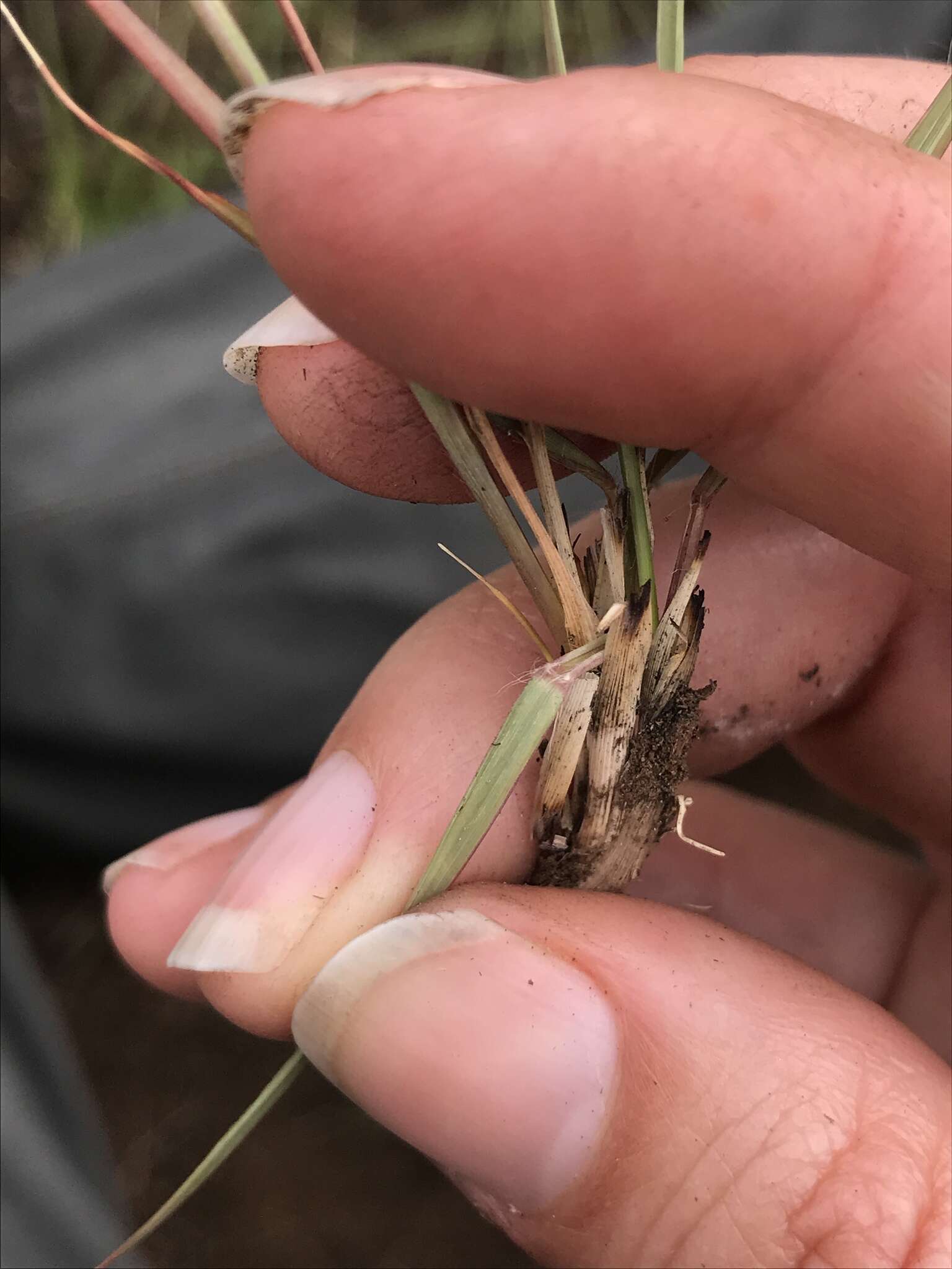 Image of Narrow heart love grass