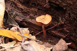 Image of Cortinarius perviolaceus Murrill 1946