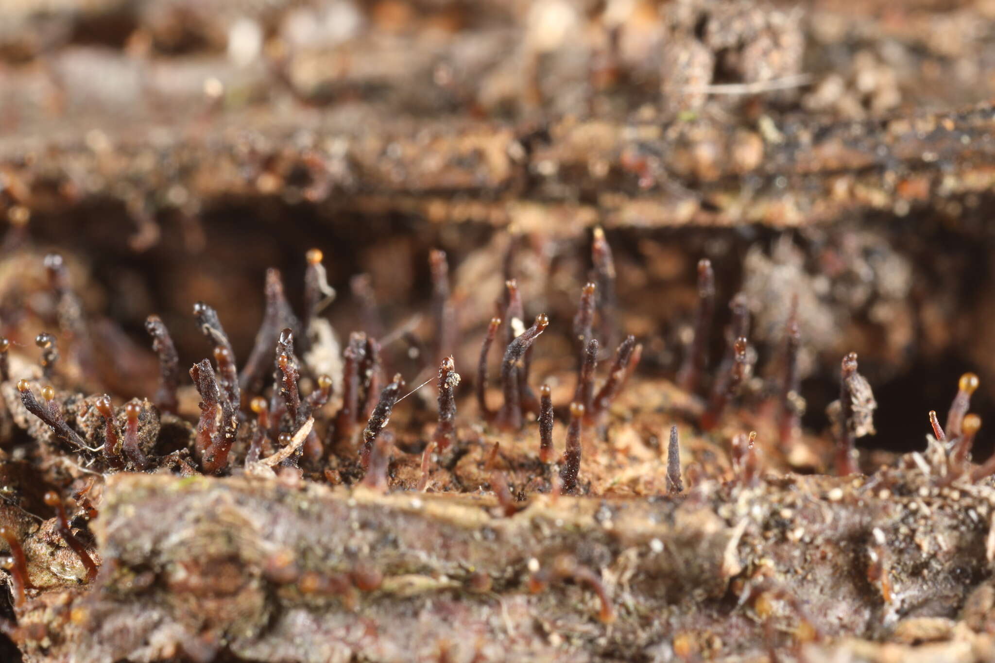 Image of Colletotrichum fioriniae (Marcelino & Gouli) Pennycook 2017