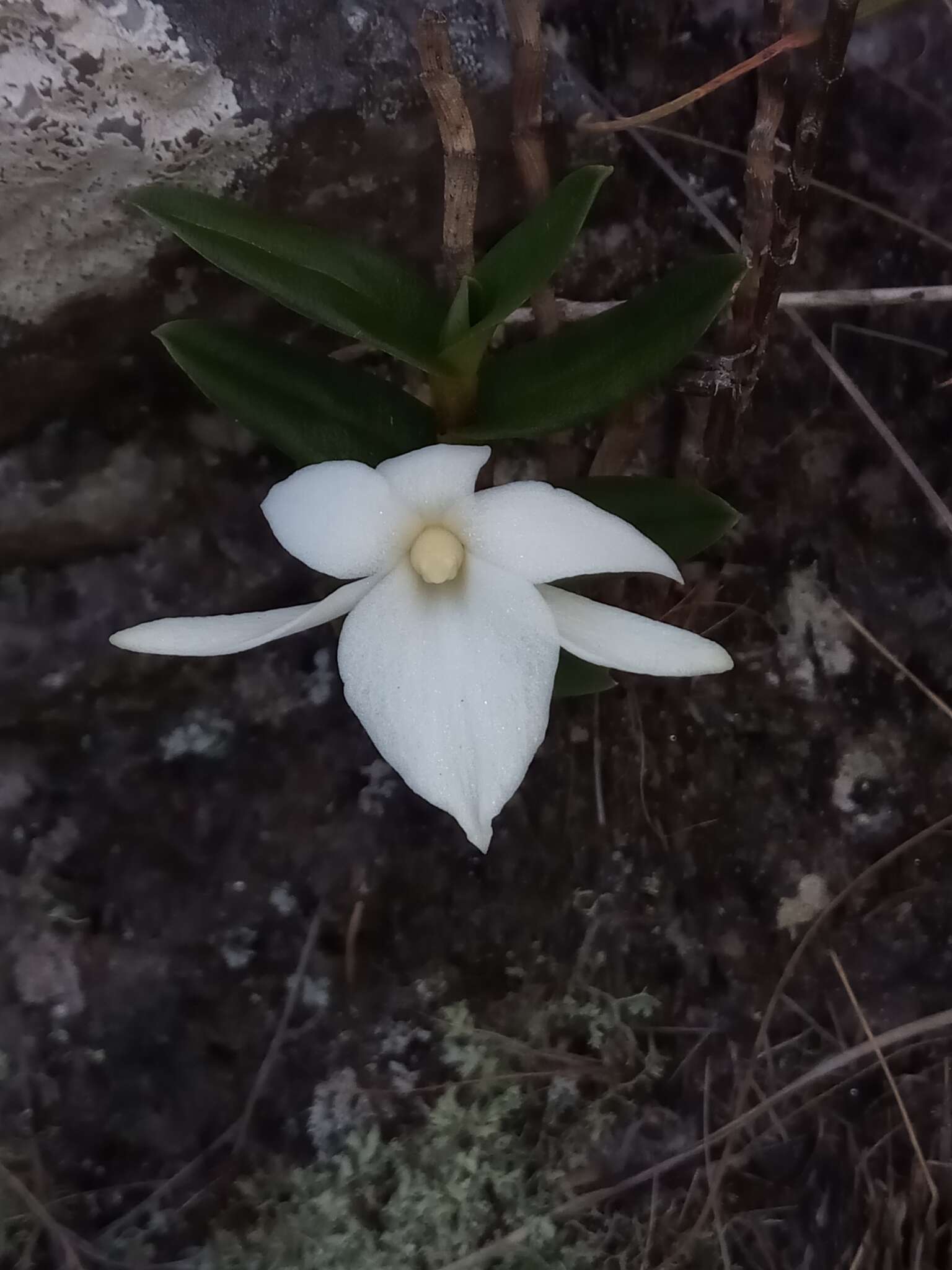 Imagem de Angraecum coutrixii Bosser