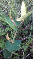 Image of Aristolochia paucinervis Pomel