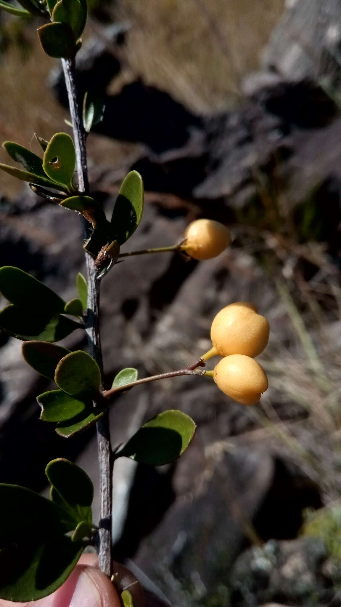 Image of Gymnosporia divaricata Baker