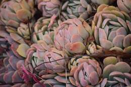 Echeveria elegans Rose resmi