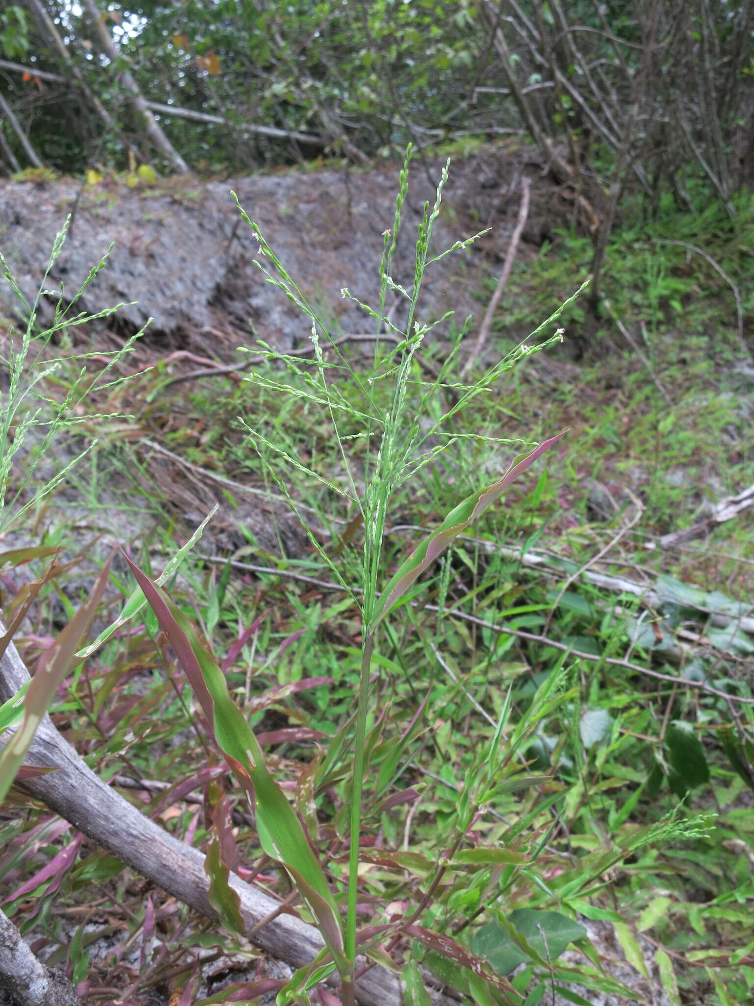 Image of Brachiaria bemarivensis A. Camus