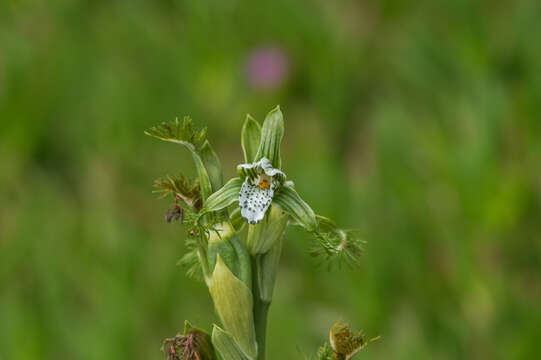 Bipinnula fimbriata (Poepp.) I. M. Johnst. resmi