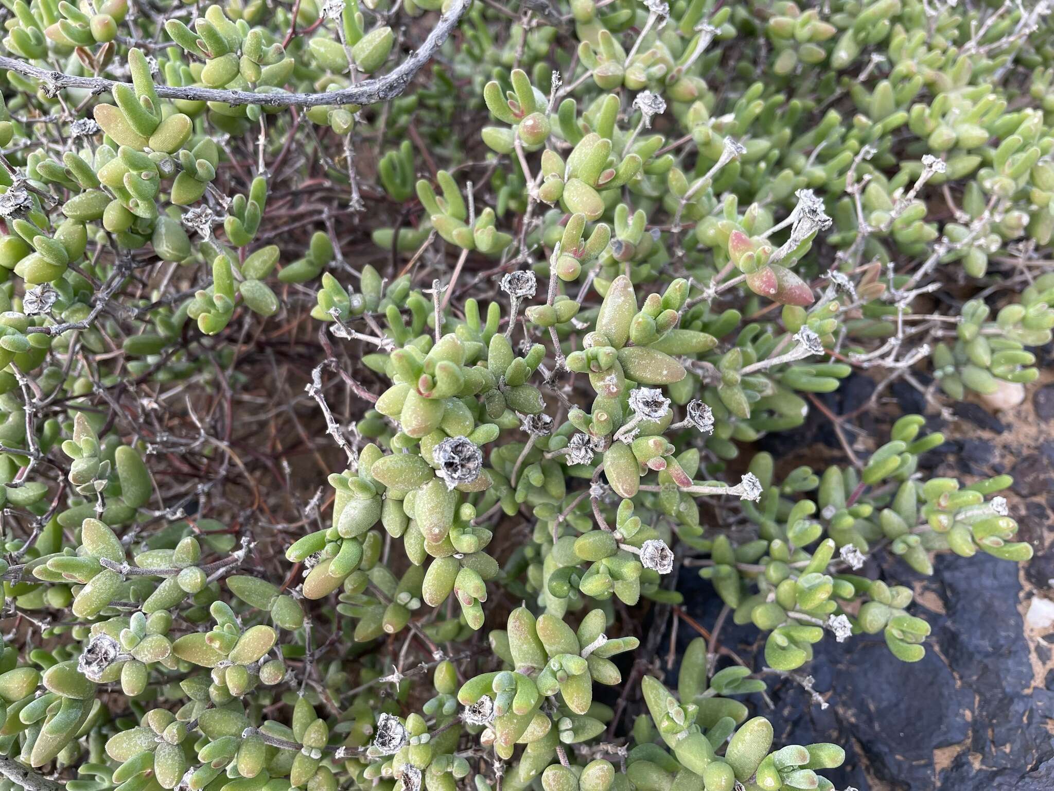 Imagem de Drosanthemopsis diversifolia (L. Bol.) Klak