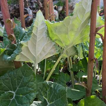 Image of Petasites paradoxus (Retz.) Baumg.