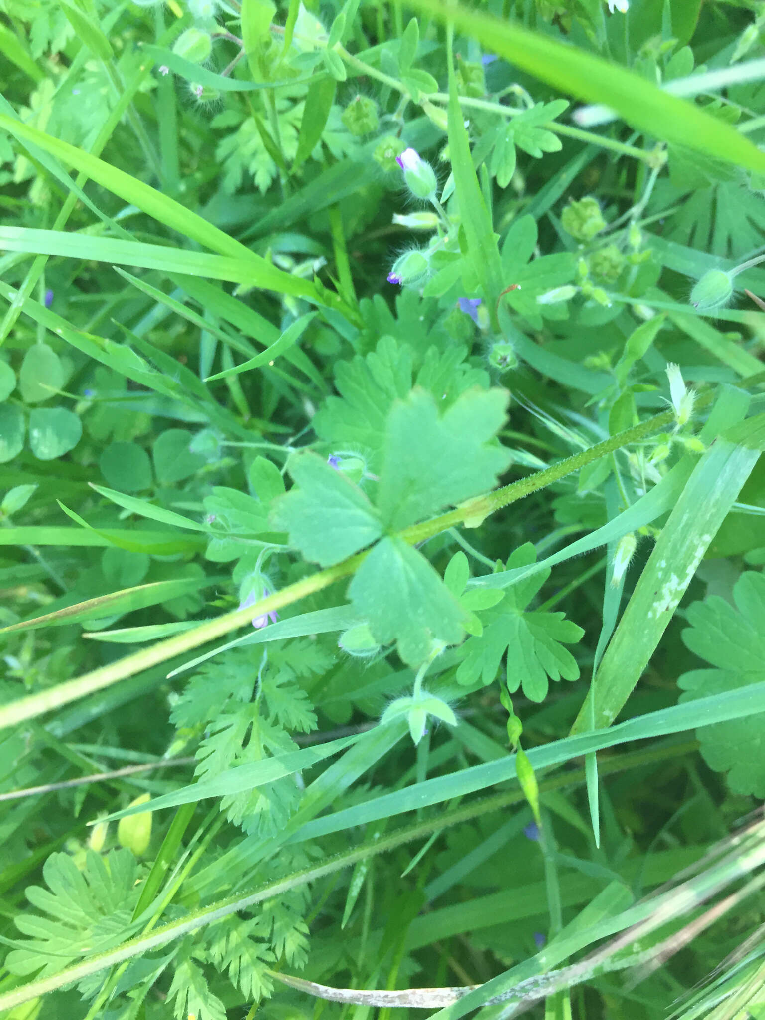 Image of San Francisco woodland-star