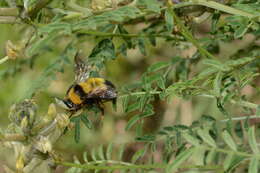 Image of Bombus melanurus Lepeletier 1836