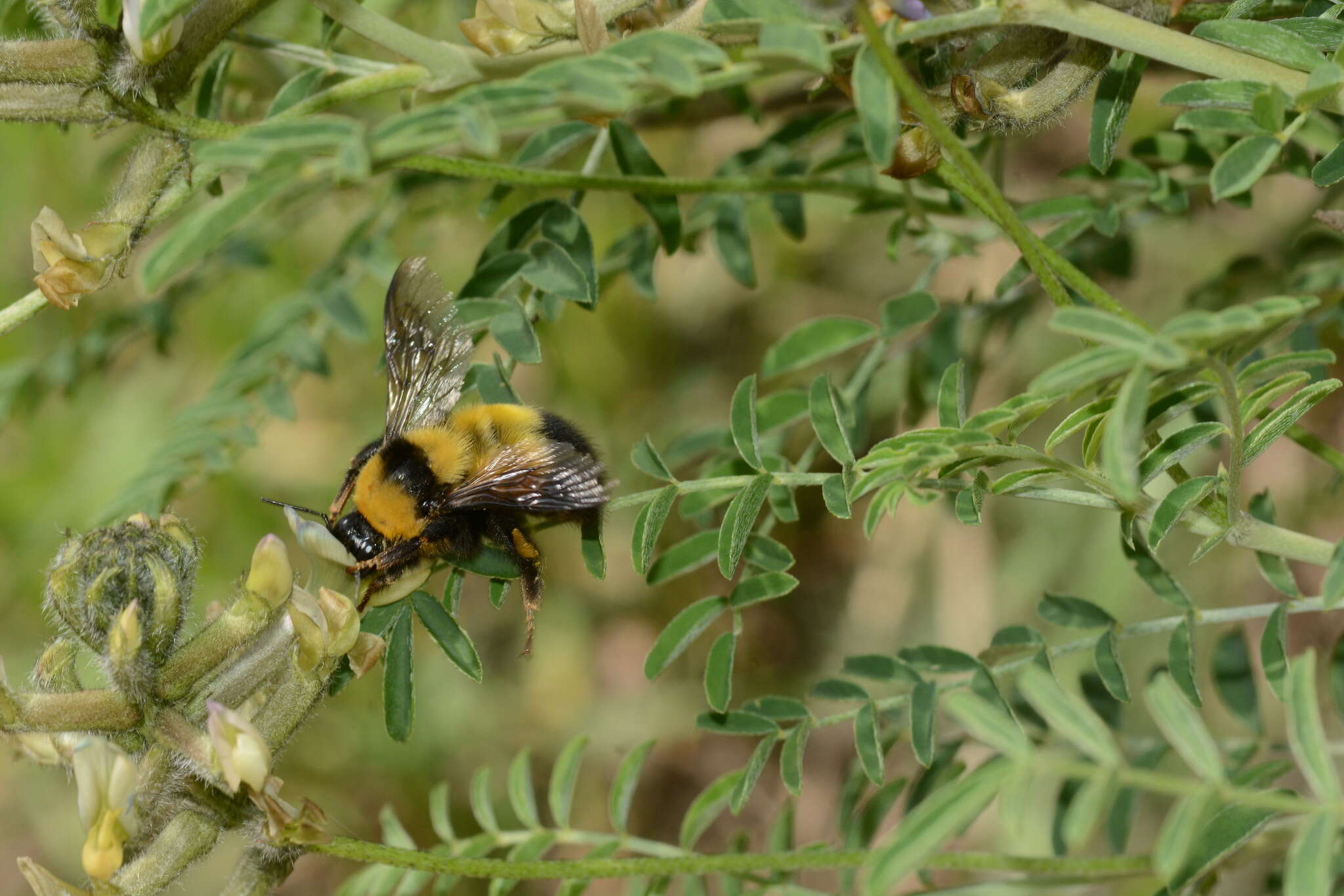 Image of Bombus melanurus Lepeletier 1836