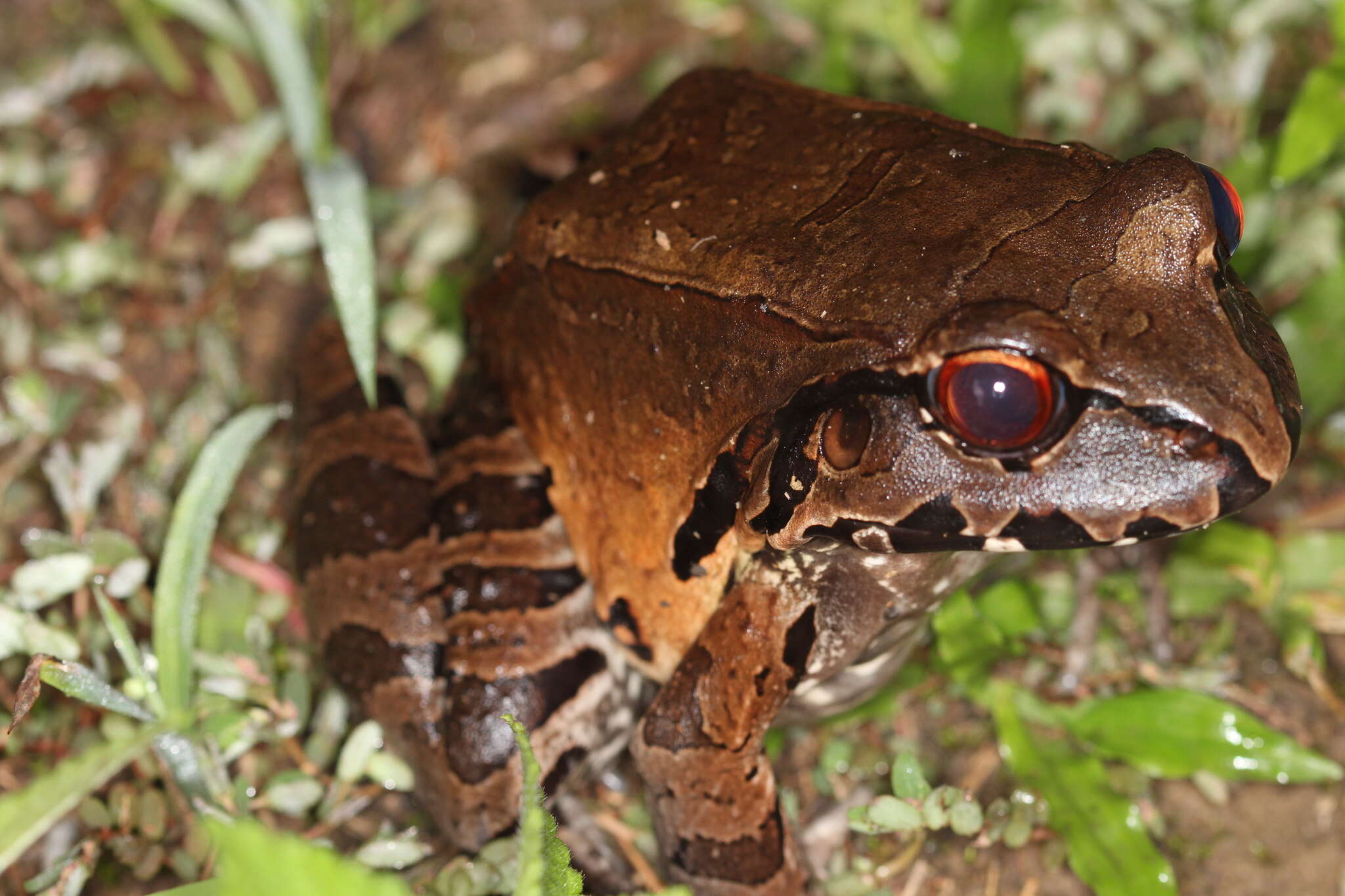 Image of Slender-fingered Bladder Frog