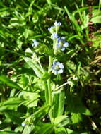 Image of manyflower stickseed