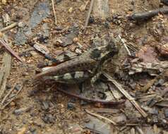 Baeacris bogotensis (Carbonell & Ronderos 1973) resmi