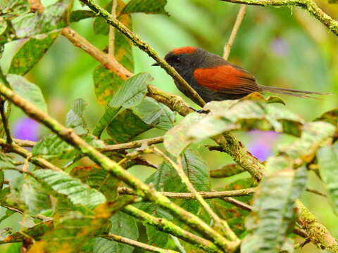 Image of Slaty Spinetail