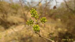 Image de Combretum albidum G. Don