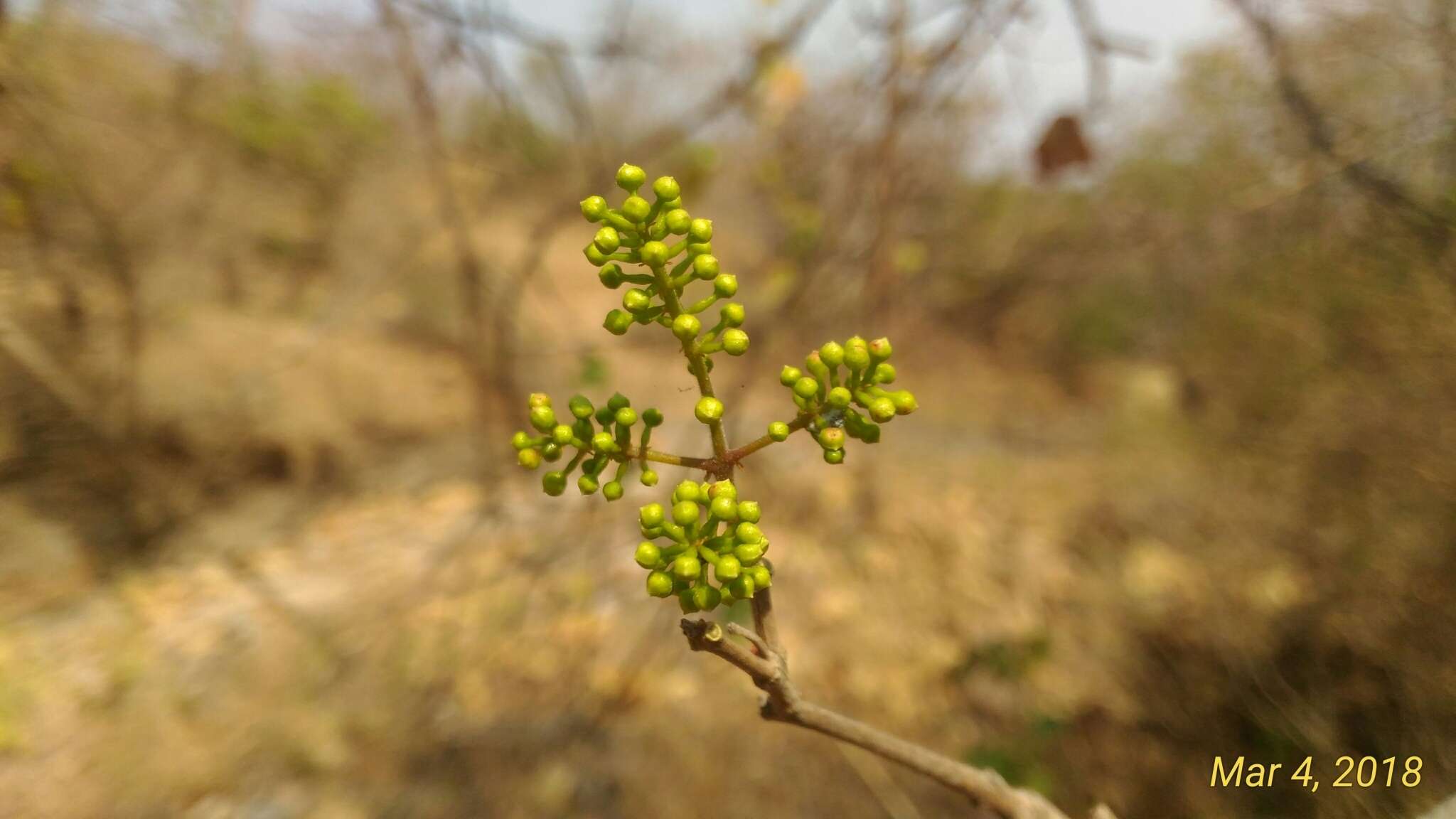 Image de Combretum albidum G. Don