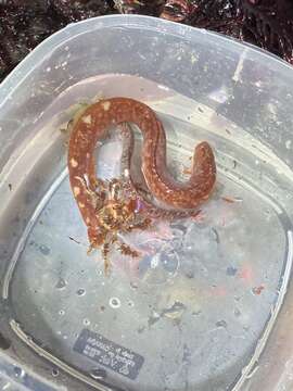 Image of Belted blenny