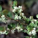 Image of Nematolepis frondosa (N. G. Walsh & Albr.) Paul G. Wilson