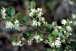 Image of Nematolepis frondosa (N. G. Walsh & Albr.) Paul G. Wilson