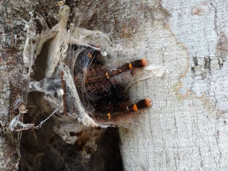 Image of Avicularia rufa Schiapelli & Gerschman 1945