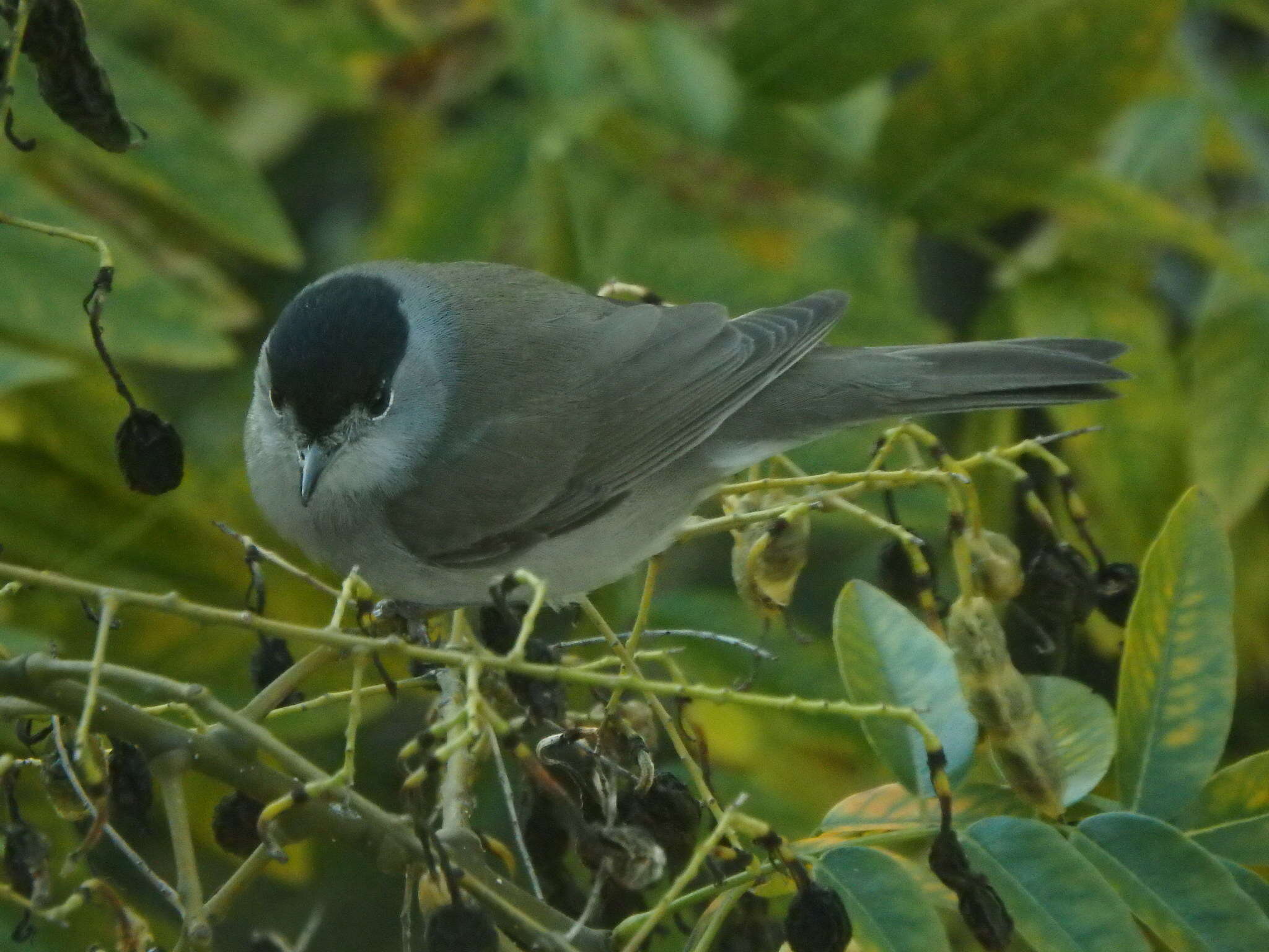 Imagem de Sylvia atricapilla (Linnaeus 1758)