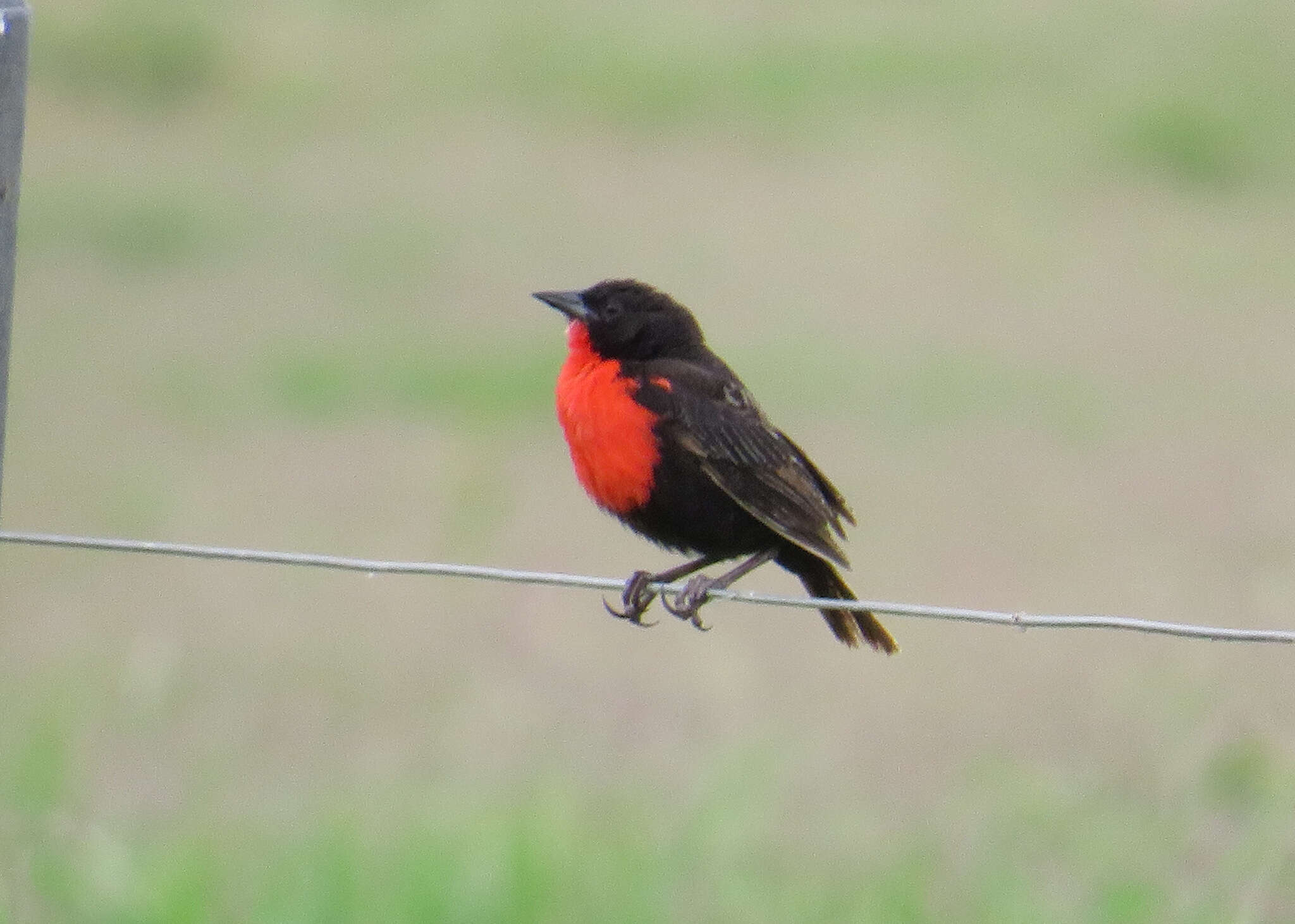 Image of Red-breasted Blackbird