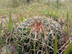 Image of Echinofossulocactus zacatecasensis Britton & Rose