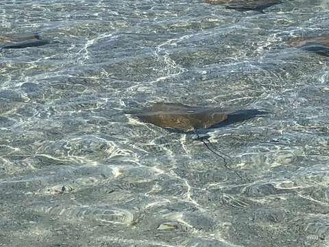 Image of Cownose rays and Flapnose rays