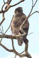 Image of Brown Falcon