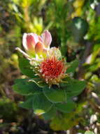 Image of Leucospermum oleifolium (P. J. Bergius) R. Br.