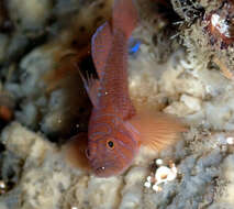 Image of Orange reef-goby