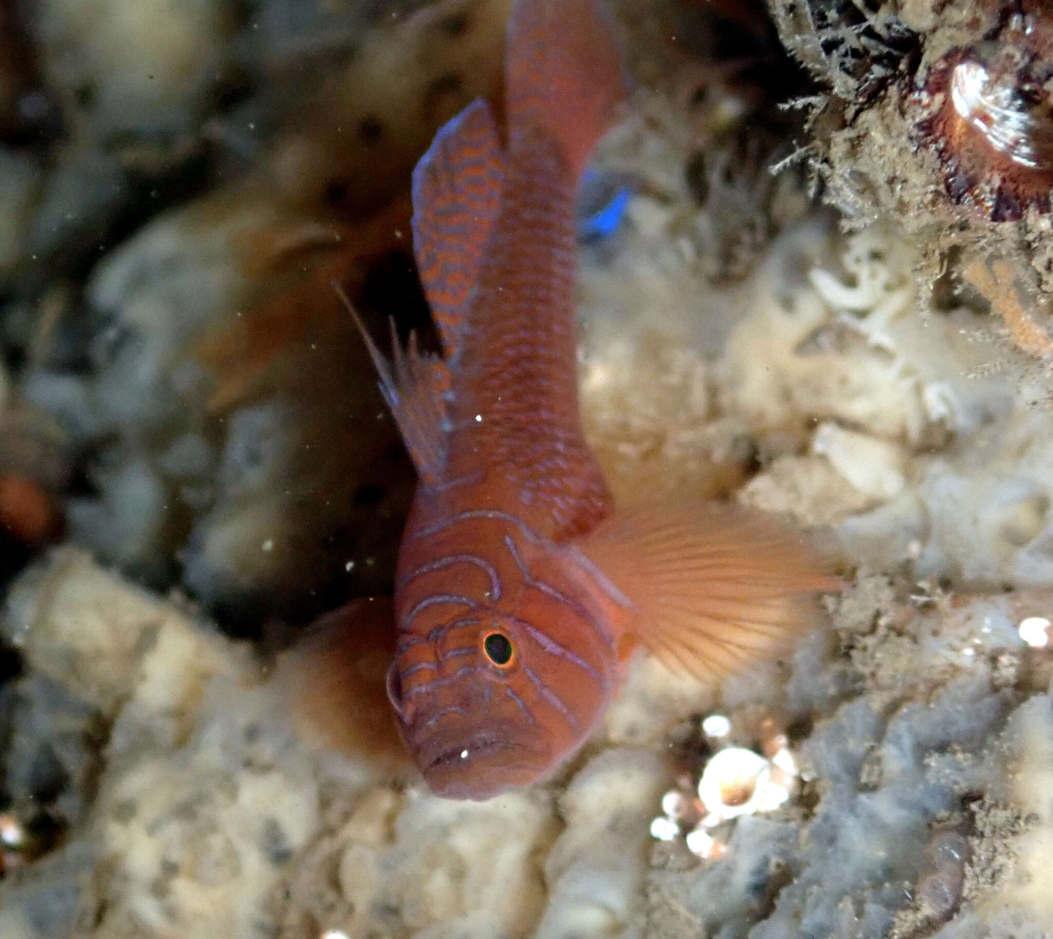 Image of Orange reef-goby