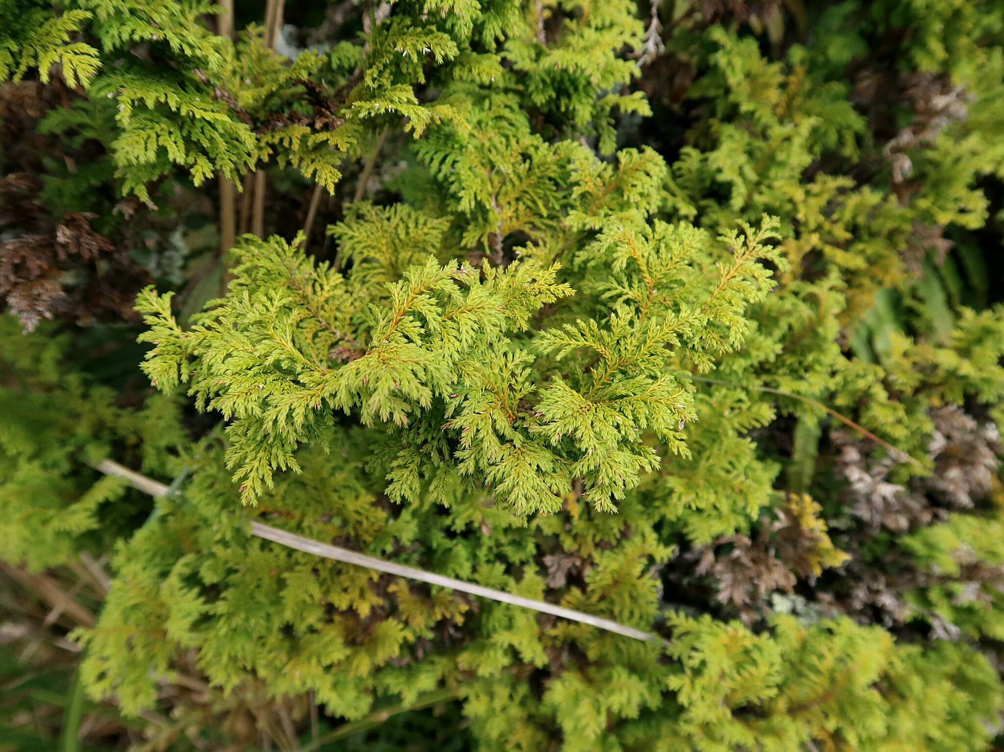 Image of Sawara Cypress