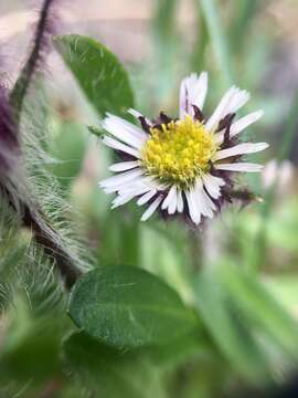 Image of arctic alpine fleabane