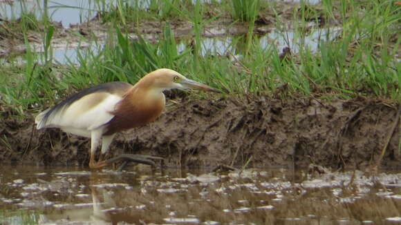 Image of Javan Pond-Heron