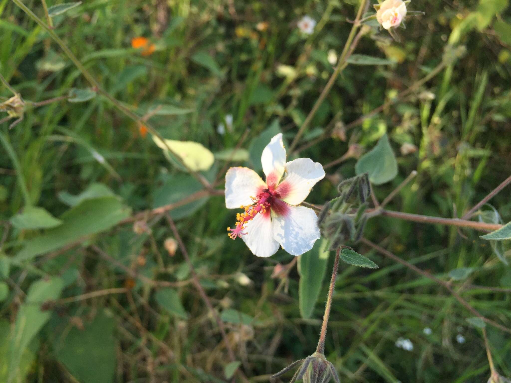 Image of Pavonia oxyphylla (Mocino & Sesse ex De Candolle) P. A. Fryxell