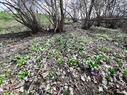 Image of Primula acaulis subsp. rubra (Sm.) Greuter & Burdet