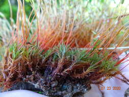 Image of oligotrichum moss