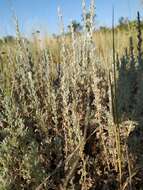 Слика од Artemisia austriaca Jacq.