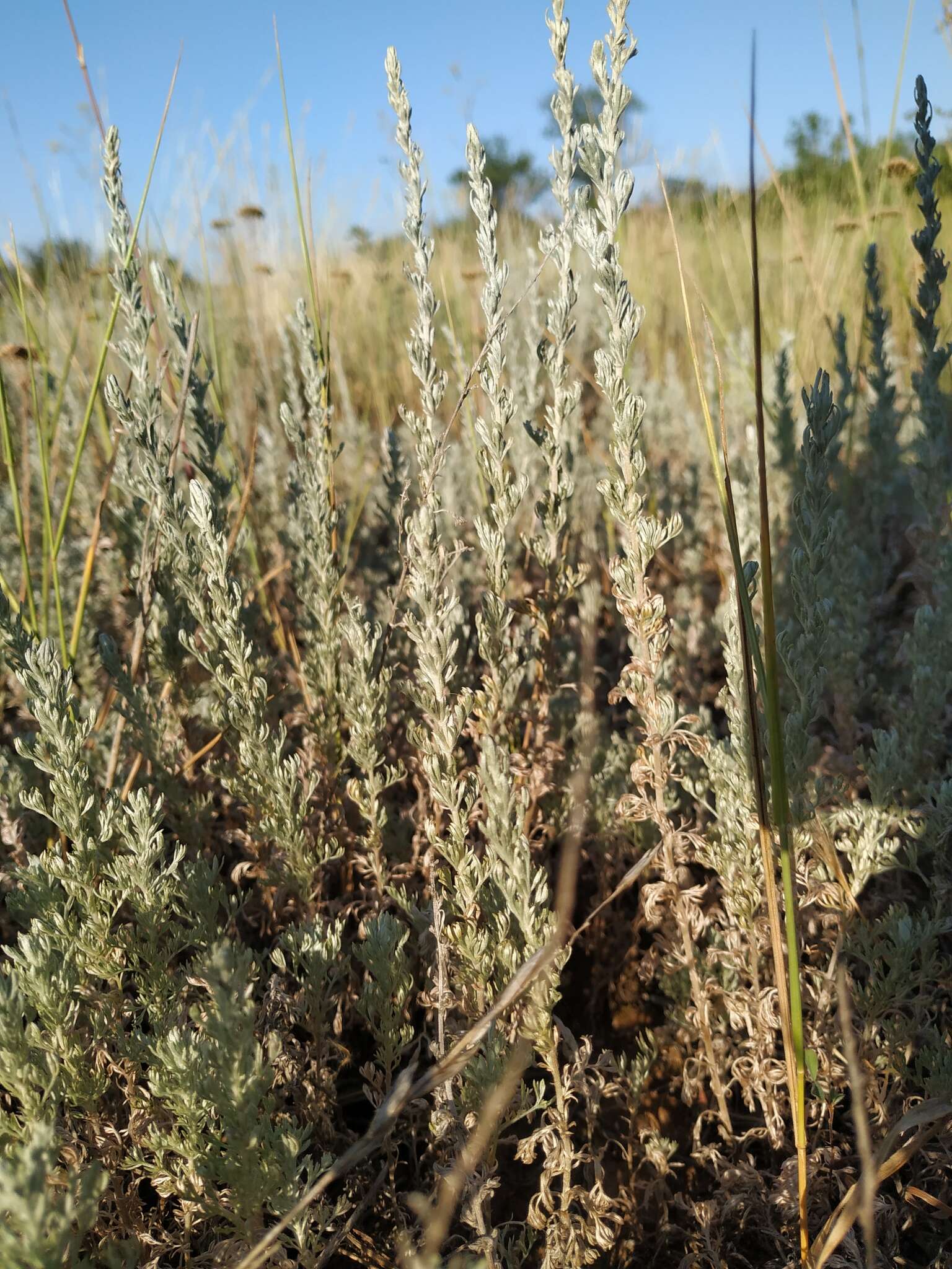 Слика од Artemisia austriaca Jacq.