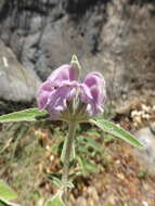 Image of Purple Jerusalem sage