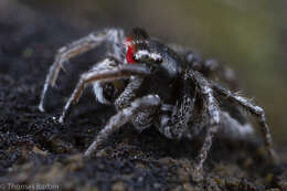 Image of Habronattus sansoni (Emerton 1915)