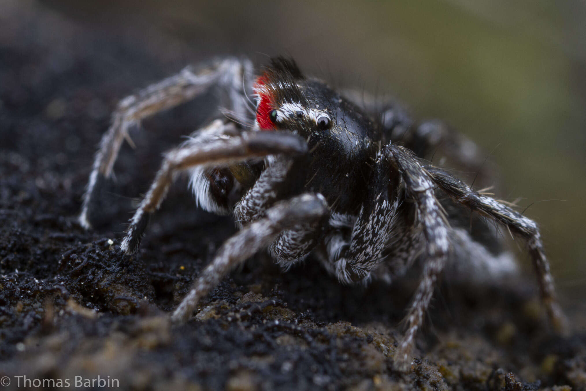 Image of Habronattus sansoni (Emerton 1915)