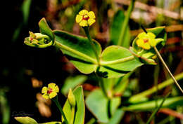 Euphorbia inundata var. inundata resmi