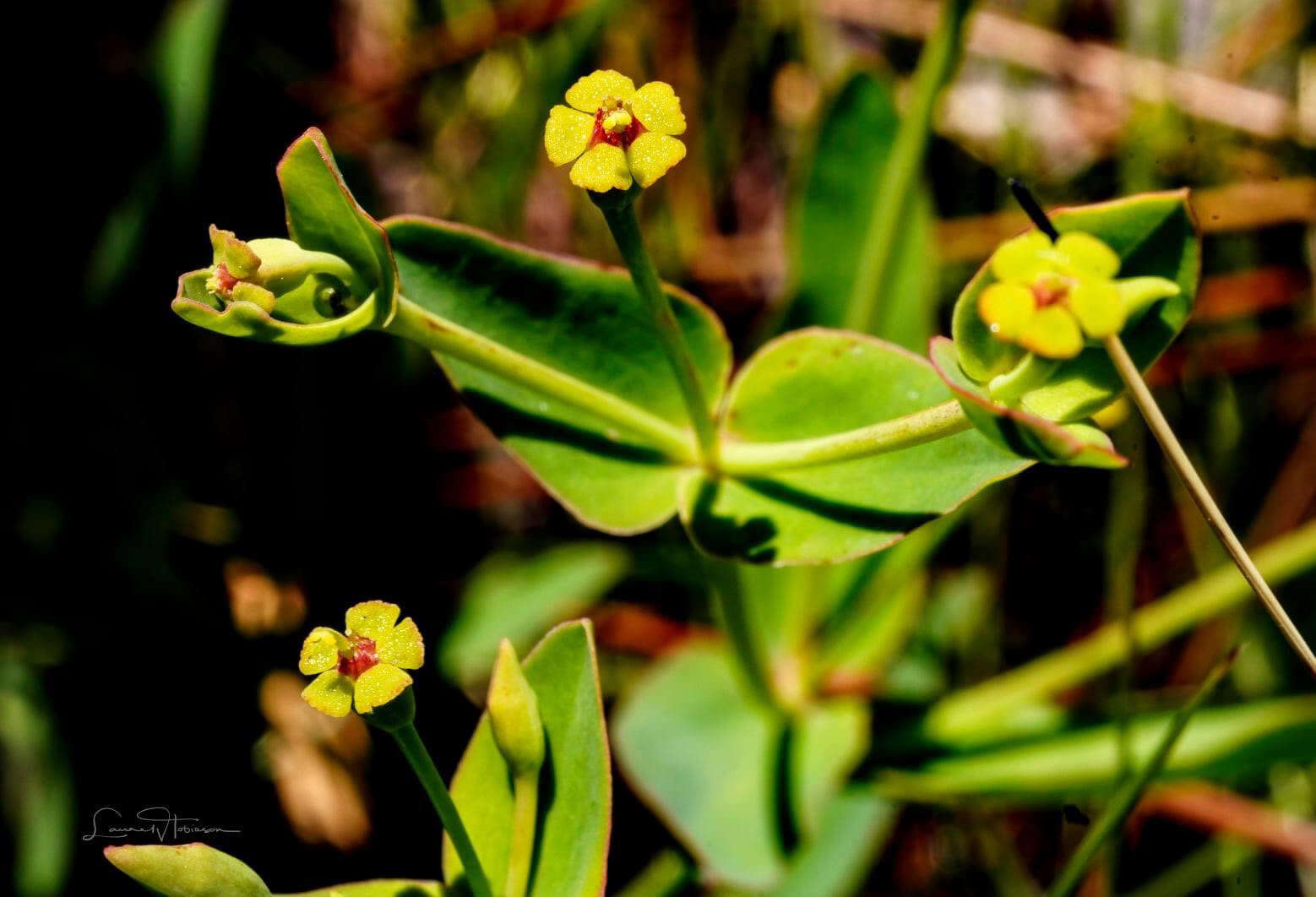 Euphorbia inundata var. inundata resmi