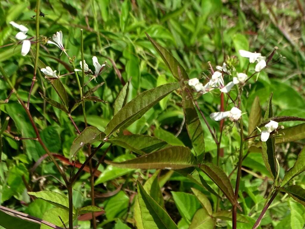 Image of toothed spiderflower