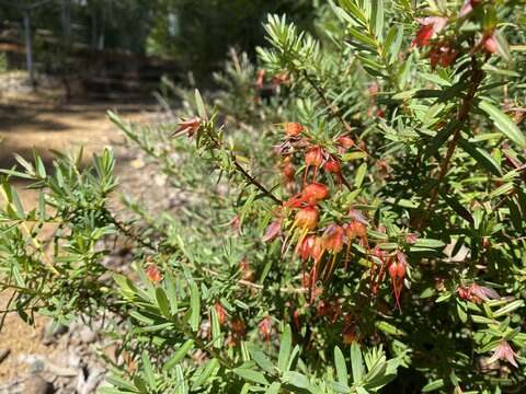 Image of Darwinia citriodora (Endl.) Benth.