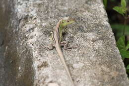 Image of Cryptic Racerunner